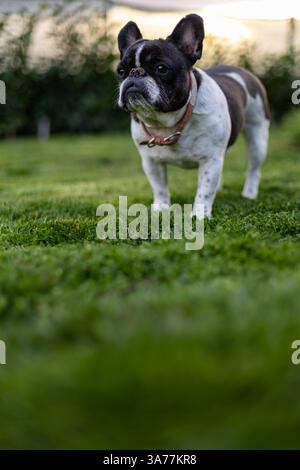 Un adorabile Bulldog francese in piedi su erba fresca in un giardino illuminato dal sole che crea un'atmosfera serena e tranquilla, che mostra la bellezza naturale e il cha Foto Stock