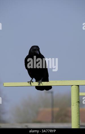 Un Carrion Crow adulto singolo arroccato in cima al pergolato verde Foto Stock