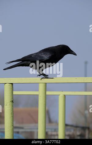 Un Carrion Crow adulto singolo arroccato in cima al pergolato verde Foto Stock