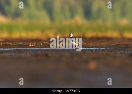 Lapwing settentrionale (Vanellus vanellus) alla ricerca di cibo nelle zone umide in estate. Foto Stock