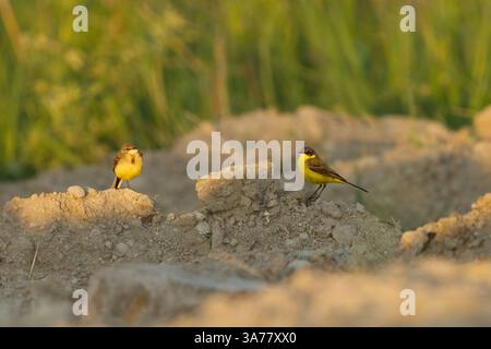 D'estate, la coda di cavallo giallo occidentale (Motacilla flava) si abbina sul campo. Foto Stock