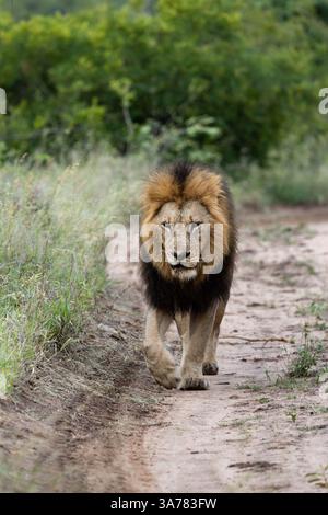 Leone maschile, Panthera leo, che cammina lungo un sentiero. Foto Stock