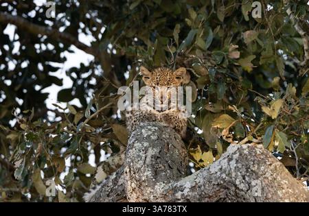 Un cucciolo di leopardo, Panthera pardus, che giace su un albero di Marula. Foto Stock