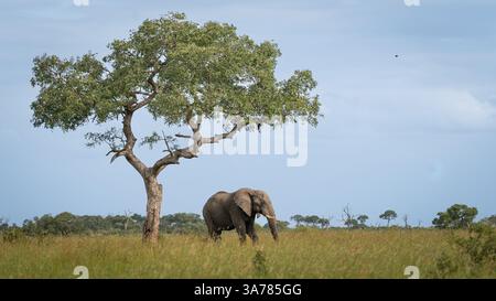 Elefante, Loxodonta africana, toro all'ombra di un albero di marula. Foto Stock
