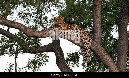 Leopardo, Panthera pardus, uomo che riposa in un albero di marula. Foto Stock