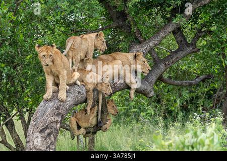 Leone, Panthera leo, orgoglio che riposa e interagisce in un albero di marula. Foto Stock