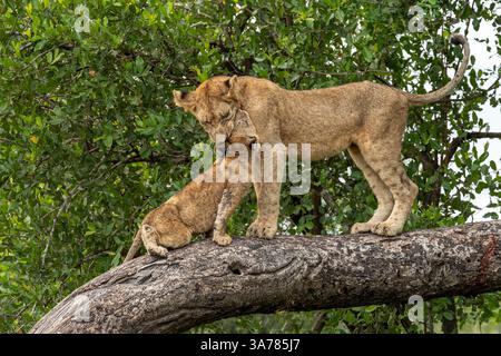 Leone, Panthera leo, cuccioli che giocano su un albero di marula, mostrando la loro natura giocosa. Foto Stock
