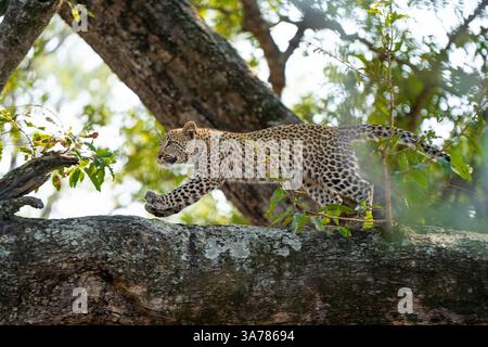 Leopard Panthera pardus, cucciolo che corre lungo la base di un albero. Foto Stock
