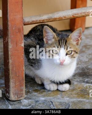 Un piccolo gattino bianco e tabby cerca rifugio e un momento di pace sotto una sedia di legno intemprata, il suo sguardo fisso sullo spettatore Foto Stock