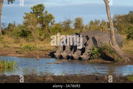 Rhino, Diceros bicornis, cinque rinoceronti neri che bevono in un pozzo d'acqua. Foto Stock