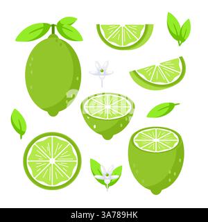 Set con frutta lime intera e tagliata a fette con foglie e fiori Illustrazione Vettoriale