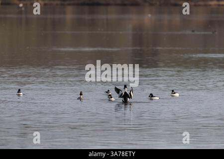 Un piccolo gruppo di occhi d'oro comuni (Bucephala Clangula) presso il lago di Skene nell'Aberdeenshire, con le ali di un uccello allungate Foto Stock