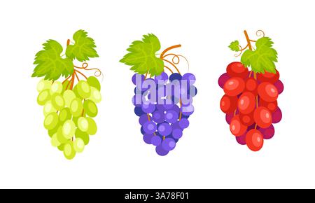 Tre grappoli di uva appesi a un vitigno con foglie verdi, che rappresentano la diversità dei colori di questo frutto Illustrazione Vettoriale