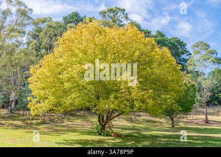 Cambio di stagione al Lago Canobolas in autunno vicino Orange ai piedi del Monte Canobolas, nel centro-ovest del nuovo Galles del Sud, Australia. Foto Stock