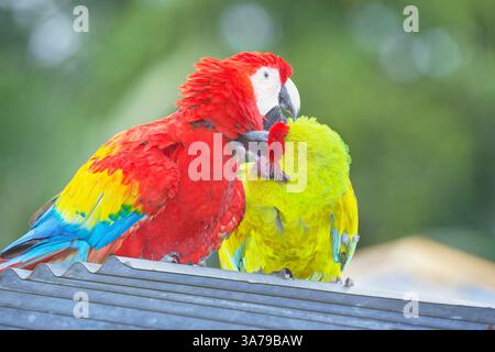 Macaw militare (Ara militaris) e Macaw scarlet (Ara macao) mostrando affetto, Costa Rica, America Centrale Foto Stock