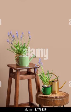 Bellissimi fiori di Muscari con lattine d'acqua sugli sgabelli vicino alla parete beige Foto Stock