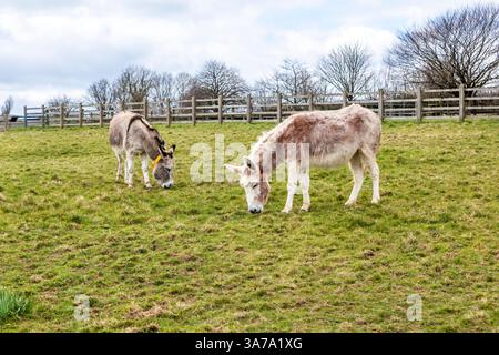 Due asini che pascolano in un campo di erba al Santuario degli asini, Sidmouth, Devon Foto Stock
