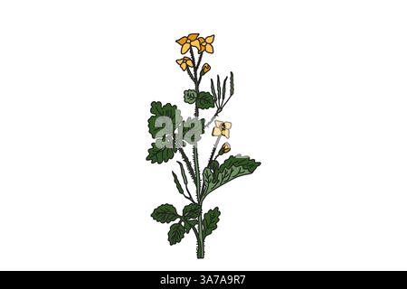 Pianta medicinale botanica isolata su sfondo bianco. Celandina disegnata a mano con steli, foglie, illustrazione vettoriale di fiori. Elementi di progettazione grafica Illustrazione Vettoriale