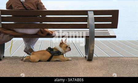 Bulldog francese che si rilassa su una passeggiata Foto Stock