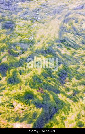 Alghe verdi sul fondo del mare con la bassa marea Foto Stock