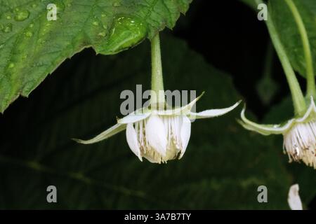 Fiori e foglie di lampone coltivati in un giardino all'inglese con attrezzi di assegnazione e letti sullo sfondo Foto Stock