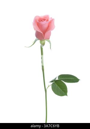 Rosa pallido isolato su sfondo bianco. Foto Stock