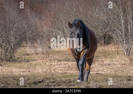 Primo piano di un cavallo bruno con cappotto marrone scuro, gambe inferiori nere, criniera e coda e una museruola marrone più leggera. Cavallo bruno con il sole. Foto Stock