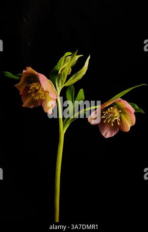 Elegante primo fiore primaverile con fiori rosa e foglie verdi su sfondo nero scuro. Pianta primaverile, simbolo della resilienza della natura AN Foto Stock
