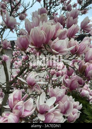 Magnolienblüte in voller Pracht , Deutschland, 26.03.2025, Rheinland-Pfalz, Nahaufnahmen prachtvoller, rosafarbener Magnolienblüten ein Symbol für Frühling, Gesundheit und neue energie. Magnolien, bluete, gesundheit *** Magnolia Blossom in full splendor, Germania, 26 03 2025, Renania-Palatinato, primi piani di Magnolia, la magnolia rosa fiorisce un simbolo di primavera, salute e nuova energia magnolia, bluete, salute Foto Stock