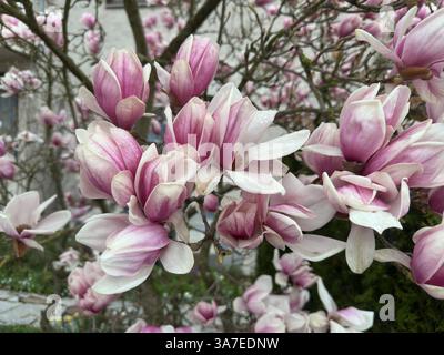 Magnolienblüte in voller Pracht , Deutschland, 26.03.2025, Rheinland-Pfalz, Nahaufnahmen prachtvoller, rosafarbener Magnolienblüten ein Symbol für Frühling, Gesundheit und neue energie. Magnolien, bluete, gesundheit *** Magnolia Blossom in full splendor, Germania, 26 03 2025, Renania-Palatinato, primi piani di Magnolia, la magnolia rosa fiorisce un simbolo di primavera, salute e nuova energia magnolia, bluete, salute Foto Stock