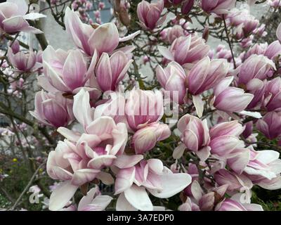 Magnolienblüte in voller Pracht , Deutschland, 26.03.2025, Rheinland-Pfalz, Nahaufnahmen prachtvoller, rosafarbener Magnolienblüten ein Symbol für Frühling, Gesundheit und neue energie. Magnolien, bluete, gesundheit *** Magnolia Blossom in full splendor, Germania, 26 03 2025, Renania-Palatinato, primi piani di Magnolia, la magnolia rosa fiorisce un simbolo di primavera, salute e nuova energia magnolia, bluete, salute Foto Stock