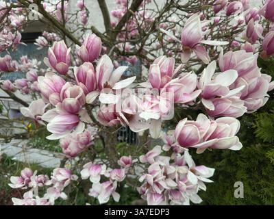 Magnolienblüte in voller Pracht , Deutschland, 26.03.2025, Rheinland-Pfalz, Nahaufnahmen prachtvoller, rosafarbener Magnolienblüten ein Symbol für Frühling, Gesundheit und neue energie. Magnolien, bluete, gesundheit *** Magnolia Blossom in full splendor, Germania, 26 03 2025, Renania-Palatinato, primi piani di Magnolia, la magnolia rosa fiorisce un simbolo di primavera, salute e nuova energia magnolia, bluete, salute Foto Stock