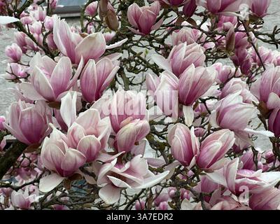 Magnolienblüte in voller Pracht , Deutschland, 26.03.2025, Rheinland-Pfalz, Nahaufnahmen prachtvoller, rosafarbener Magnolienblüten ein Symbol für Frühling, Gesundheit und neue energie. Magnolien, bluete, gesundheit *** Magnolia Blossom in full splendor, Germania, 26 03 2025, Renania-Palatinato, primi piani di Magnolia, la magnolia rosa fiorisce un simbolo di primavera, salute e nuova energia magnolia, bluete, salute Foto Stock