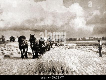 Immagini della Gran Bretagna negli anni '1940 - raccolta di orzo con attrezzature trainate da cavalli a Diss a Norfolk, Regno Unito nel 1940. Foto Stock