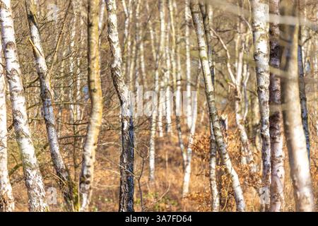 Ammira un bosco senza fronzoli, pieno di betulle argentate, in una giornata di sole nelle prime ore della primavera. Foto Stock