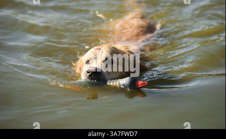 Cane Golden retriever che tiene in mano il giocattolo dell'anatra e nuota nel fiume. Cucciolo bagnato labrador nell'acqua del lago con uccello di gomma Foto Stock