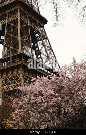 La Torre Eiffel è maestosamente circondata da splendidi fiori di ciliegio Foto Stock
