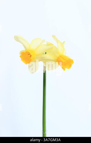 Narciso. Narcidio a doppia testa isolato su sfondo bianco. REGNO UNITO Foto Stock