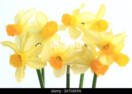Narciso. Narcisi isolati su sfondo bianco. REGNO UNITO Foto Stock