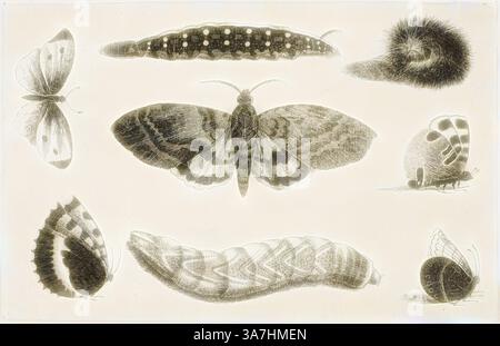 Una collezione di illustrazioni dettagliate che mostrano varie fasi di falene e farfalle, tra cui caterpillars, pupae e insetti adulti, ognuno con motivi e texture unici. Arte classica con un tocco moderno reinventata da Artotop, tre Caterpillars, un Moth e quattro farfalle, dopo il 1644, Wenceslaus Hollar, ceco, 1607-1677, Boemia, incisione su carta posata in avorio Foto Stock
