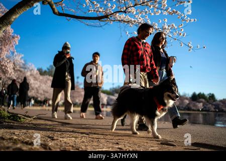 Washington, Stati Uniti. 27 marzo 2025. I visitatori camminano lungo il bacino delle maree per vedere i ciliegi in fiore a Washington DC giovedì 27 marzo 2025. Il National Parks Service ha previsto un picco di fioritura del 2025 tra il marzo 28 e il 31. Foto di Bonnie Cash/UPI credito: UPI/Alamy Live News Foto Stock