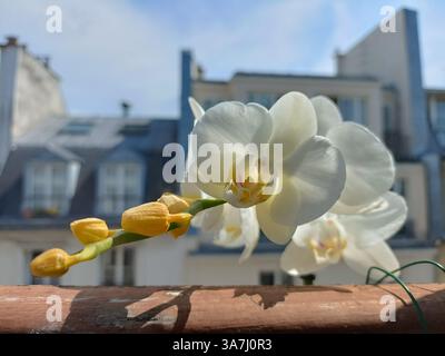Orchidea bianca sul balcone di Parigi con edifici in stile Haussmann sullo sfondo Foto Stock
