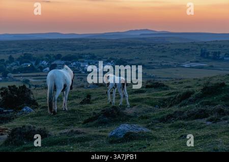 Pony e puledro che guardano a ovest mentre il sole tramonta su Bodmin Moor in Cornovaglia Foto Stock