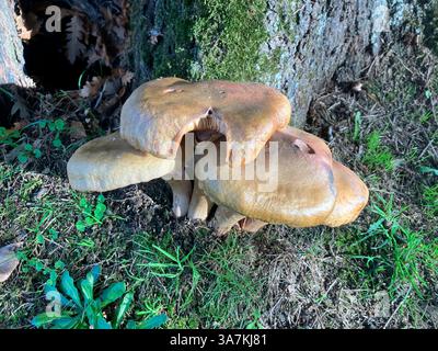 Funghi. Fungo del miele che cresce al ceppo d'albero. Guernsey. Isole della Manica. Foto Stock