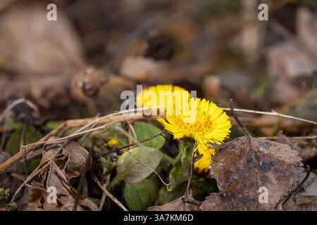 Fiore a piedi colti (Tussilago Farfara) nel parco primaverile in una giornata di sole. Primo piano di un piede di colza in fiore all'inizio della primavera. Fiore giallo brillante. Foto Stock