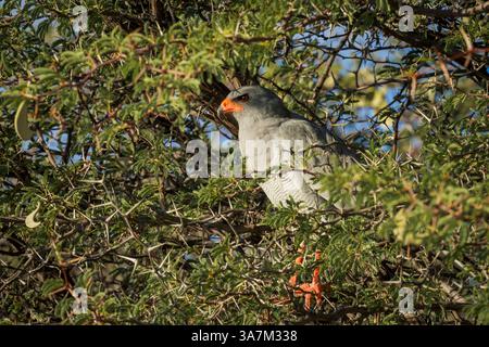 goshawk (Melierax canorus) in una spina di cammello, una spina di giraffa o un albero di kameeldoring (Vachellia erioloba prev. Acacia erioloba). Kgalagadi TR Foto Stock
