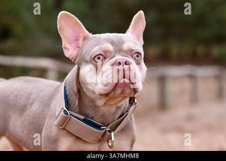 Nuovo Bulldog francese color marrone arancione Isabella con ampio collare di arresto per cani Foto Stock
