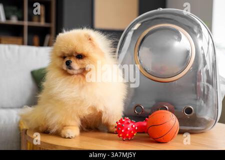 Simpatico cane della Pomerania con porta zaino e giocattoli sul tavolo a casa Foto Stock