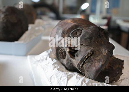 8 novembre 2012 - Filadelfia, Pennsylvania, USA - Una testa mummificata attende le pulizie presso il Museo di Archeologia e Antropologia dell'Università della Pennsylvania a Filadelfia, 8 novembre 2012. I visitatori spesso chiedono se le mummie sono reali - lo sono. (Immagine di credito: © Michael Bryant/MCT/ZUMAPRESS.com) Foto Stock