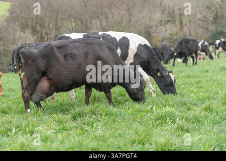 vacche da latte holstein che pascolano un orzo alle erbe Foto Stock
